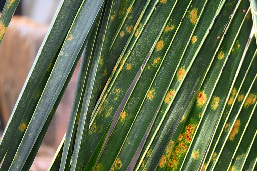 Gray Leaf Spot Img