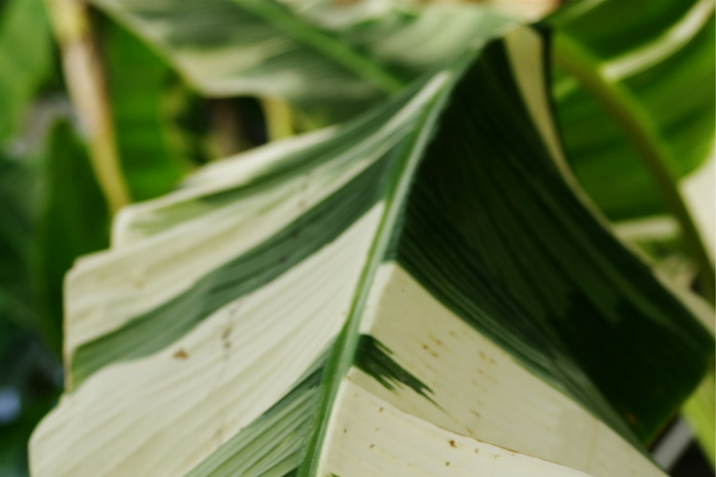 Southern Leaf Bright Img 2